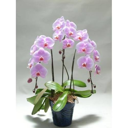 3 lü lila orkide