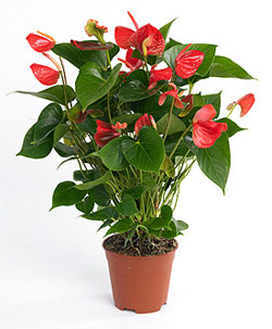 Byk boy Anthurium