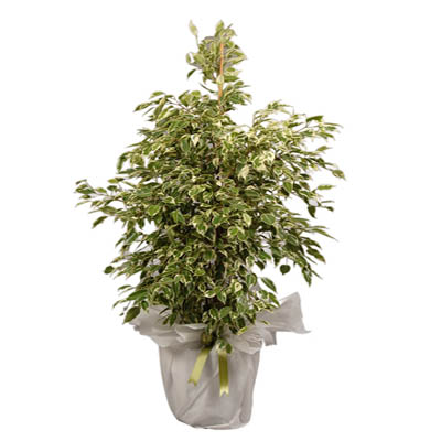 Ficus Benjamin Saks iei